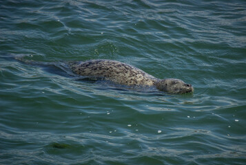 Fototapeta premium Seal swimming