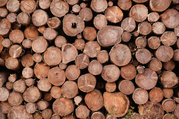 Wood walpapers, background, warm colors