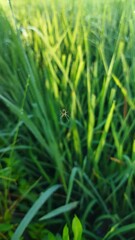 spiders hanging among the green rice in the countryside