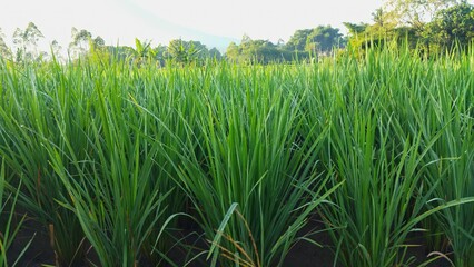 Green rice plants in the countryside