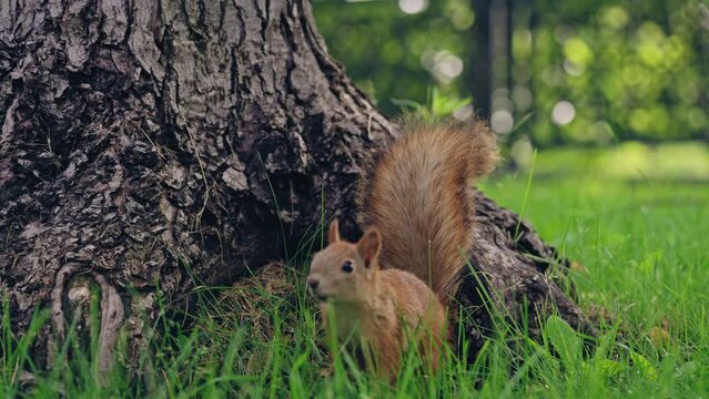 Curious fluffy squirrel looking at camera, quickly running up tree, funny animal