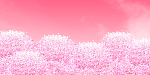 Fototapeta premium 桜 春 花 背景 