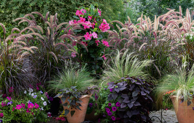 Tranquilizing Ornamental fountain  grasses at the height of summer border a patio providing a tranquil, peaceful oasis of calm