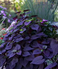 Prolific purple heart shaped sweet potato vine foliage tumbles over a limestone wall of a patio on...