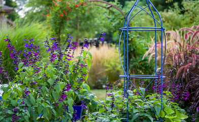 Close up of a vibrant garden with Vibrant Spikey Cobalt blue Black Knight salvia as the focal point. Background includes Karl  Foerster reed grass, purple fountain grass and a cardinal morning glory 