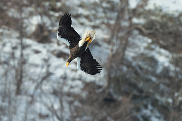 Diving eagle on the background of snow-capped mountains. Adult Steller's sea eagle in flight. Winter Mountain background. Scientific name: Haliaeetus pelagicus. Natural Habitat. Winter Season.