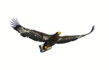 Fototapeta premium Juvenile Steller's sea eagle in flight . Scientific name: Haliaeetus pelagicus. Isolated on white. White background.