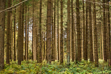 Green Forest, sky and nature photos from the Harz, Germany.