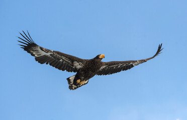 Juvenile Steller's sea eagle . Scientific name: Haliaeetus pelagicus. Blue sky background.