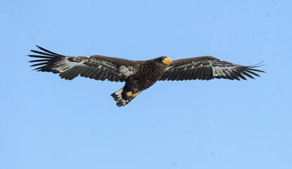 Juvenile Steller's sea eagle . Scientific name: Haliaeetus pelagicus. Blue sky background.