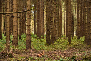 Green Forest, sky and nature photos from the Harz, Germany.