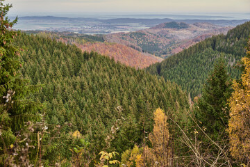 Green Forest, sky and nature photos from the Harz, Germany.