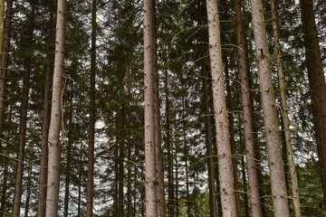 Green Forest, sky and nature photos from the Harz, Germany.
