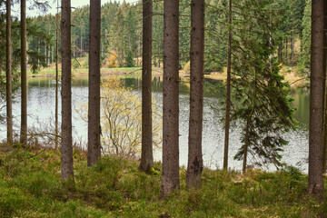 Green Forest, sky and nature photos from the Harz, Germany.