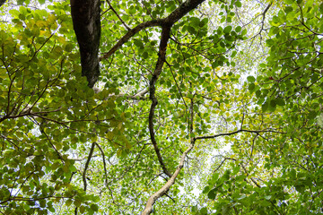 Fototapeta premium green leaves and sun