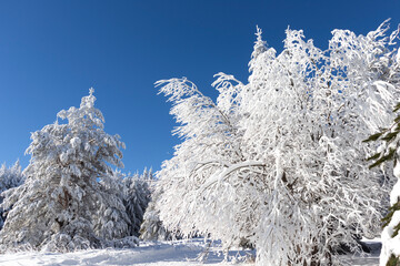 Winter landscape of Vitosha Mountain, Bulgaria