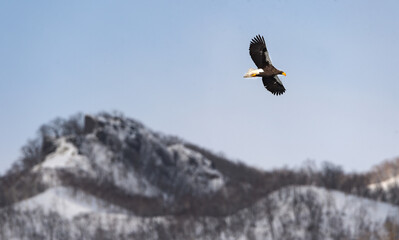 Naklejka na ściany i meble Adult Steller's sea eagle in flight. Winter Mountain background. Scientific name: Haliaeetus pelagicus. Natural Habitat. Winter Season.