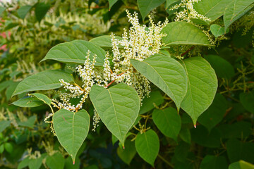 Rdestowiec ostrokończysty, Reynoutria japonica, pęd z liśćmi i kwiatami, Japanese knotweed, Reynoutria japonica, shoot with leaves and flowers