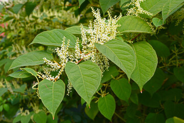 Rdestowiec ostrokończysty, Reynoutria japonica, pęd z liśćmi i kwiatami - obrazy, fototapety, plakaty