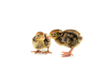 A few day old Quail pair isolated on white background