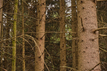 Green Forest, sky and nature photos from the Harz, Germany.