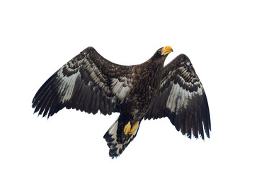 Juvenile Steller's sea eagle in flight . Scientific name: Haliaeetus pelagicus. Isolated on white. White  background.