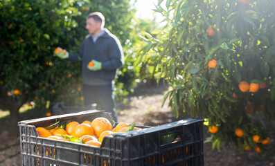 Close up of plastic box full of ripe mandarins and man on plantation on background