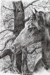 Horse portrait - illustration. Detailed drawing of a horse's head drawn by a liner. Unusual horse icon © Yurii
