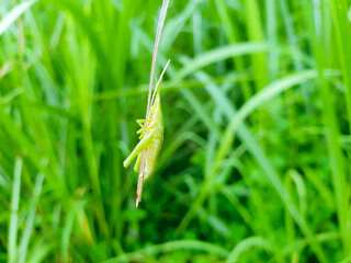 A green grasshopper is sitting on a green leaf. Grasshopper in nature.