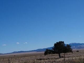 Crooked Tree in Desert