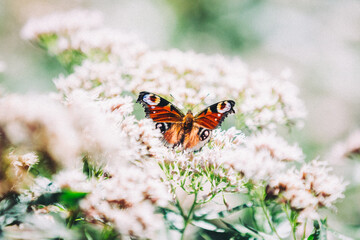 Tagpfauenauge Schmetterling