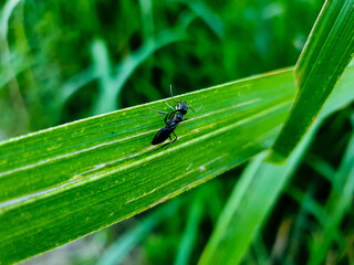 ant on a leaf