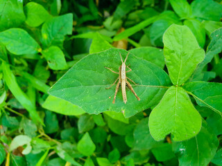 Grasshopper is sitting on a green leaf. Grasshopper in nature