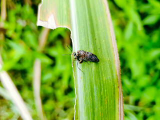 bug on a leaf in the ricefield