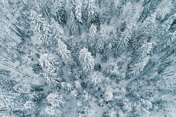 Aerial view of forest during winter