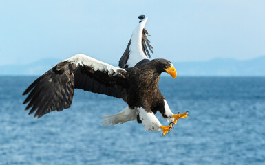 Adult Steller's sea eagle in flight. Scientific name: Haliaeetus pelagicus. Blue sky and ocean background.