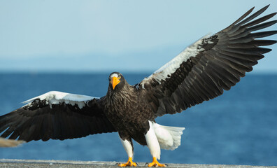 Adult Steller's sea eagle landed.  Scientific name: Haliaeetus pelagicus. Blue sky and ocean background.  Winter Season.