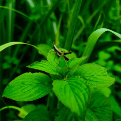 A green grasshopper is sitting on a green leaf.. Grasshopper in nature.