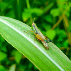 grasshopper on the leaf