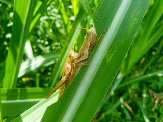 Male and female green grasshopper mating on a green leaf, Locust, insect, animal.