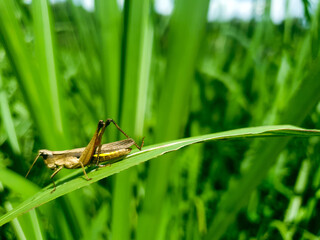 A grasshopper is sitting on a green leaf. Grasshopper in nature