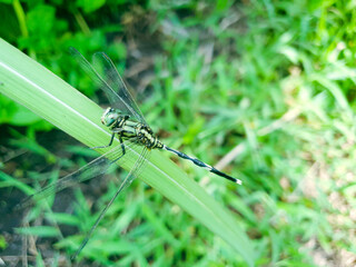 blue dragonfly on a green leaf