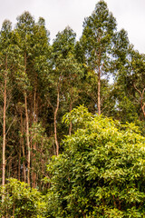 Conjunto de árboles con hojas verdes