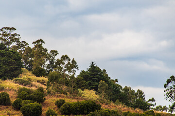 Paisaje con árboles y nubes