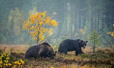 A brown bears on the bog in the autumn forest. Adult Big Brown Bears. Scientific name: Ursus arctos. Natural habitat, autumn season.