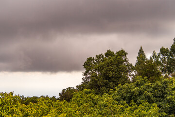 Obraz premium Paisaje con árboles y nubes