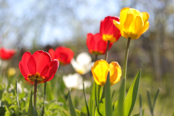 Obraz premium Red, yellow, white Tulips on sky background. Floral tulip natural background. The first spring flowers of colorful tulips. A group vibrant yellow and red tulips. 