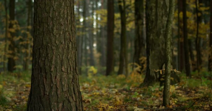 Trees in the autumn forest