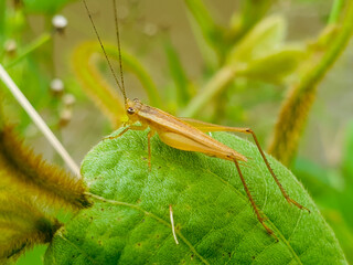 grasshopper on leaf