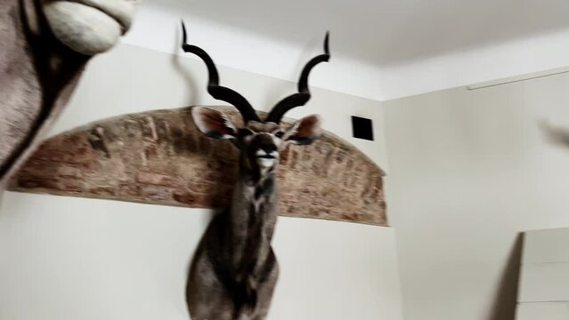 Impressive taxidermy collection of animal deer and stag heads with horns at wall
